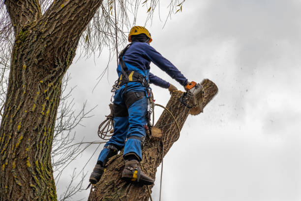 Professional Tree Removal in Bethel Manor, VA